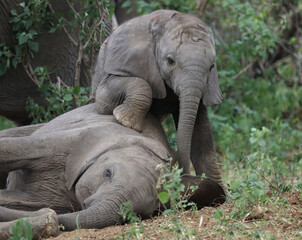 Fototapeta premium Afrikanischer Elefant / African elephant / Loxodonta africana