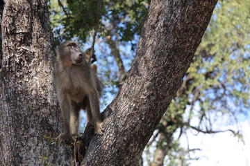 Bärenpavian / Chacma baboon / Papio ursinus