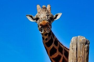 Zoo Animal Giraffe Looking into the Camera.
