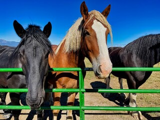 Rescue Draft Horses Looking over the Fence.