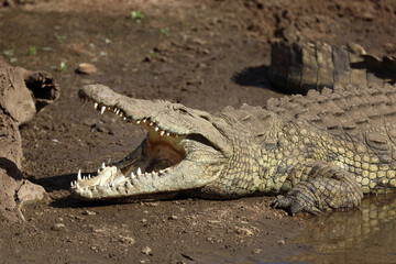 Nilkrokodil / Nile crocodile / Crocodylus niloticus..