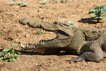 Nilkrokodil / Nile crocodile / Crocodylus niloticus..