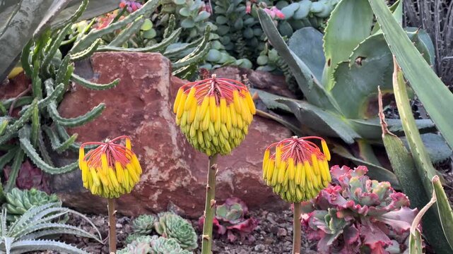4K HD video zooming in on clusters of Aloe Capitata flowers ready to bloom
