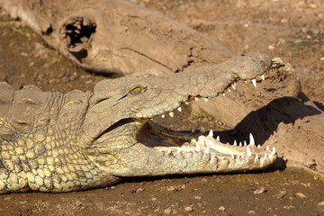 Nilkrokodil / Nile crocodile / Crocodylus niloticus..