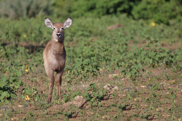 Wasserbock / Waterbuck / Kobus ellipsiprymnus..