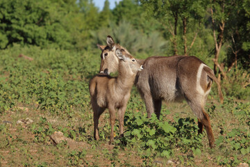 Wasserbock / Waterbuck / Kobus ellipsiprymnus..