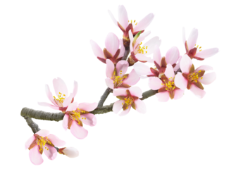 Branch of almond tree in springtime with pink almond flowers cut out