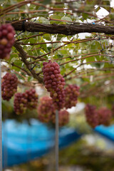 山梨県の葡萄畑