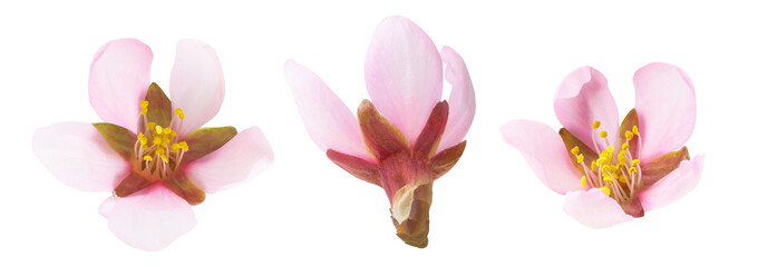 Collection of three pink blossoms of almond tree cut out
