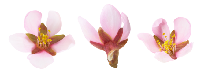 Collection of three pink blossoms of almond tree cut out