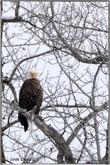 Bald eagle (Haliaeetus leucocephalus) perched in cottonwood tree; Grand Teton NP; Wyoming