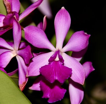 Lovely Magenta Pink Orchid Hybrid Catyclia Hawaiian Rose in Bloom.