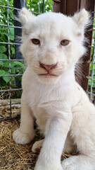A white lion cub in an enclosure, presumably at the Taigan Lion Park. 