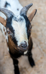 A horned goat, presumably from the petting zoo of the Taigan Lion Park.  