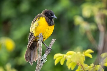 Obraz premium great tit parus major
