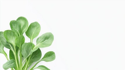 Fresh green leafy vegetables arranged on a clean white background for healthy eating concepts