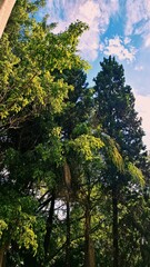 Obraz premium trees and sky