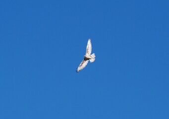 A bird flying in strong winter winds, Boulder, Colorado