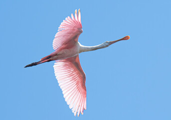 Fototapeta premium Roseate spoonbill in flight 