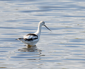 American Avocet