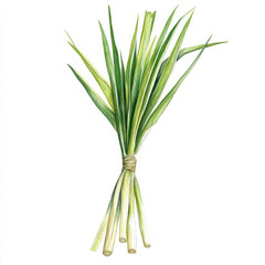 Elegant realistic illustration in boho style of watercolor lemongrass