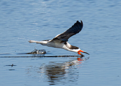 Black skimmer gull