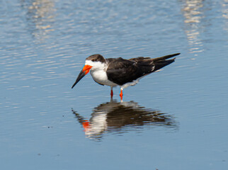 black skimmer gull reflection