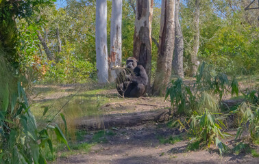 large female gorilla eating foliage and relaxing on sunny day in zoo exhibit © Carmen
