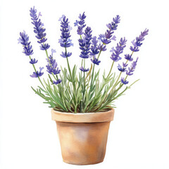 Obraz premium Illustration boho style shows freshness of lavender in pot