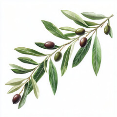 Olive branch illustration brings peacefulness and tranquility