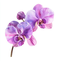 Watercolor painted orchid shows delicacy and gracefulness