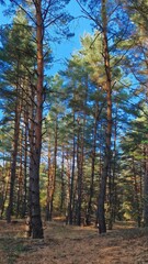 Fototapeta premium forest in autumn