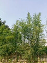 Fototapeta premium close up of green trees, portrait of bamboo trees during the day with a clear sky.