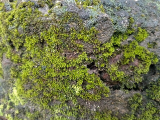 moss on the bark of tree
