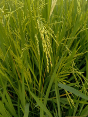 green wheat field