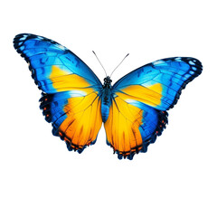 Obraz premium A vibrant blue and orange butterfly with a transparent background.