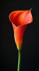 A vibrant lily flower stands out with its elegant curves and rich colors on a dark backdrop