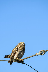 Short-Eared Owl in the wild perched on a powerline wire against a sunny blue sky, keeping watch for hawks and eagles, winter in East 90 - Skagit Wildlife Area
