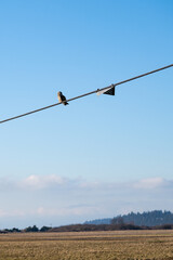 Short-Eared Owl in the wild perched on a powerline wire against a sunny blue sky, winter agriculture landscape in background, East 90 - Skagit Wildlife Area
