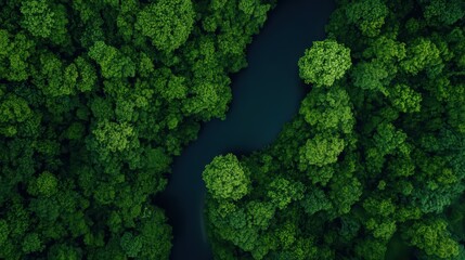 Naklejka premium Lush Green Forest Canopy Over River in Vibrant Wilderness Landscape