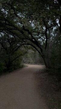 POV vertical video of hiker on a wide white gravel trail through a heavily treed suburban greenbelt in Austin TX accompanied by distant road sounds along with bird and cricket noises.
