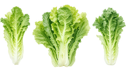 Three Fresh Chinese Napa Cabbages Against a Transparent Background