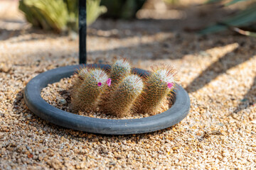Close-up photo of Mammillaria bombycina cactus with cute purple flowers blooming