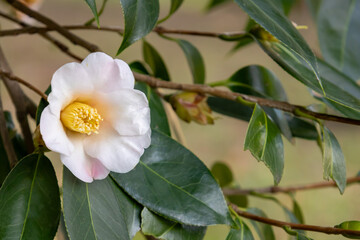 椿の花
