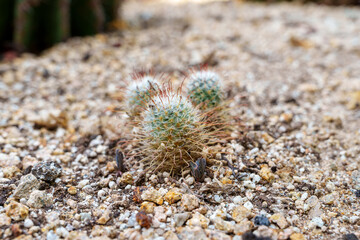 Fototapeta premium Close-up photo of cute Mammillaria huitzilopochtli cactus