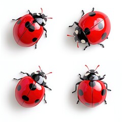 Obraz premium Colorful ladybugs with black spots, showcasing vibrant red shells, perfect for nature-themed projects and designs.