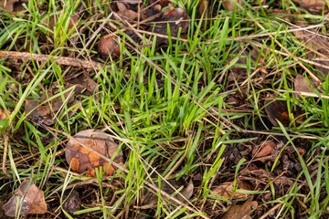 Green young grass in a winter forest on a sunny day.