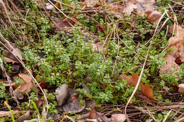 Green young grass in a winter forest on a sunny day.