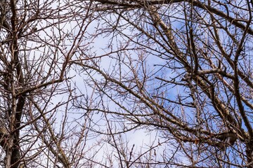 Tree branches in winter against a blue cloudy sky. Background for design.