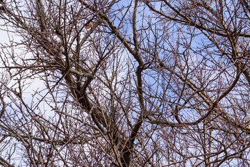 Tree branches in winter against a blue cloudy sky. Background for design.